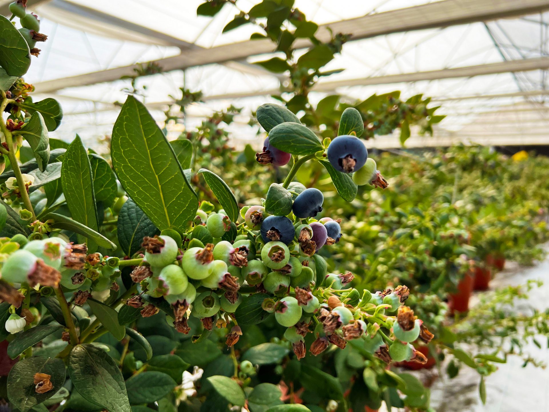 Elite Agro to increase supply of locally grown produce to UAE ...