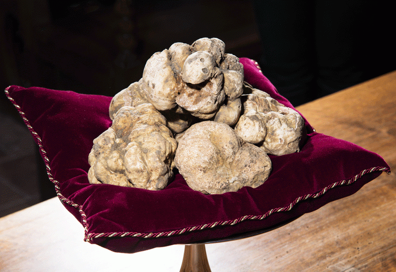 The annual World Alba White Truffle Auction will be held in the UAE this November. The annual World Alba White Truffle Auction will be held in the UAE this November.