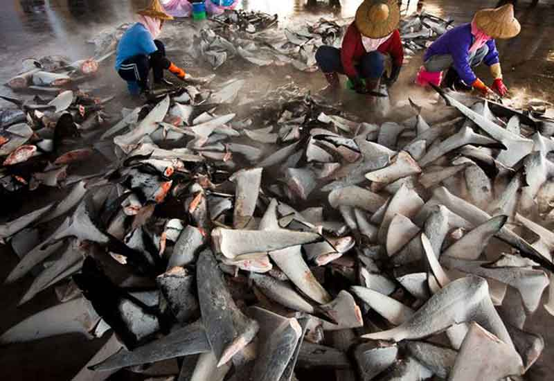Starwood has banned the procurement of shark fin across its global portfolio of hotels. Starwood has banned the procurement of shark fin across its global portfolio of hotels.